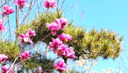 復(fù)工復(fù)產(chǎn)進行時：詩韻畫卷里的洛陽中聯(lián)！