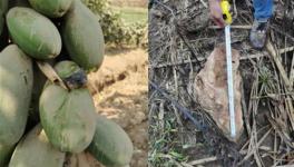 安全距離是與非！華新水泥爆破飛石遭質疑！